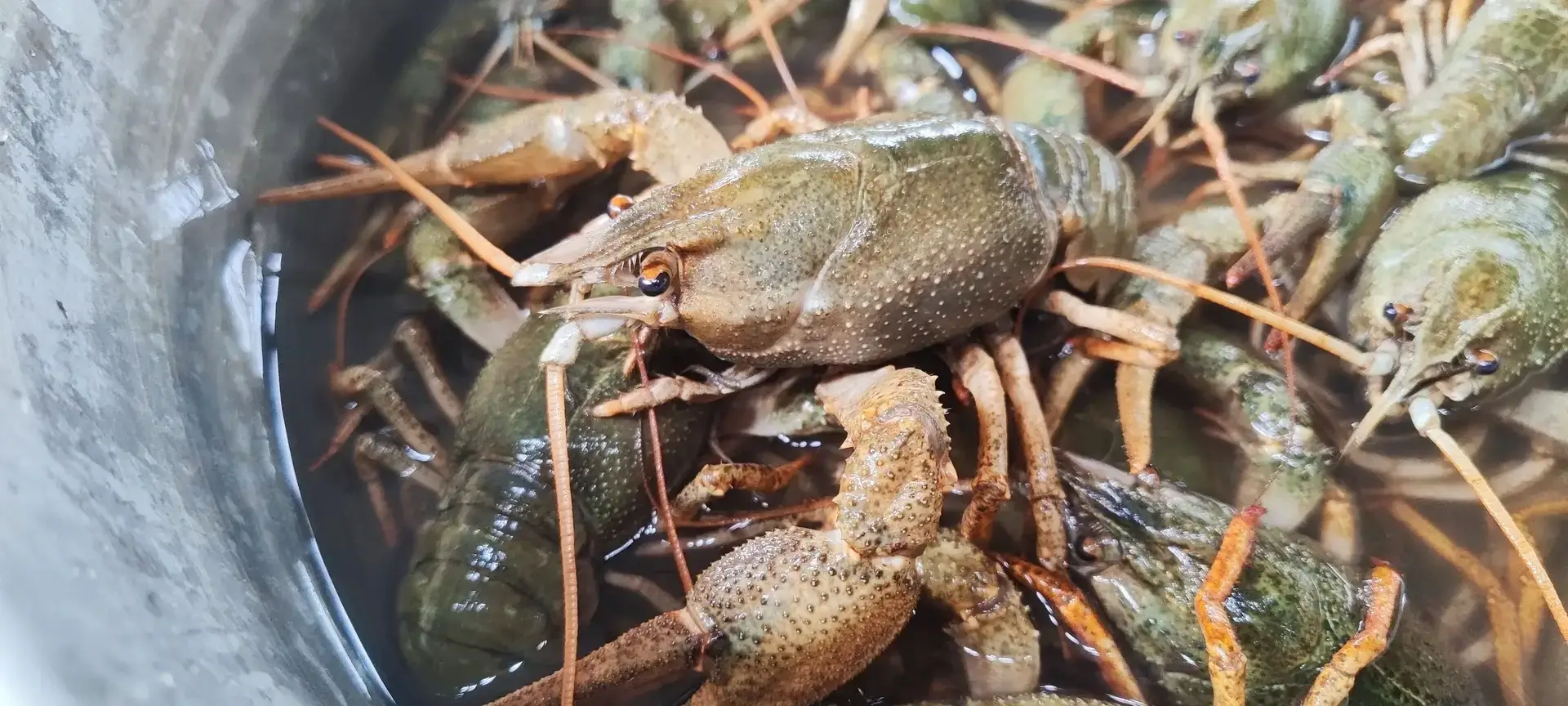 Ловля раков на озере — мой маленький трофейный улов 🦞