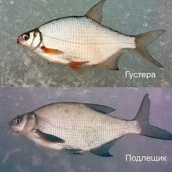 Как отличить Густеру от «Подлещика»