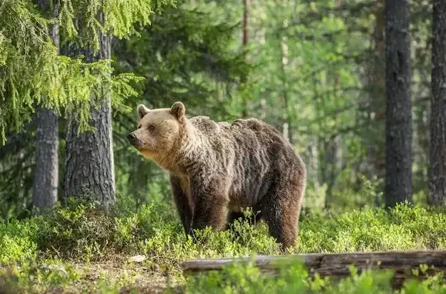 Как спастись от медведя в лесу