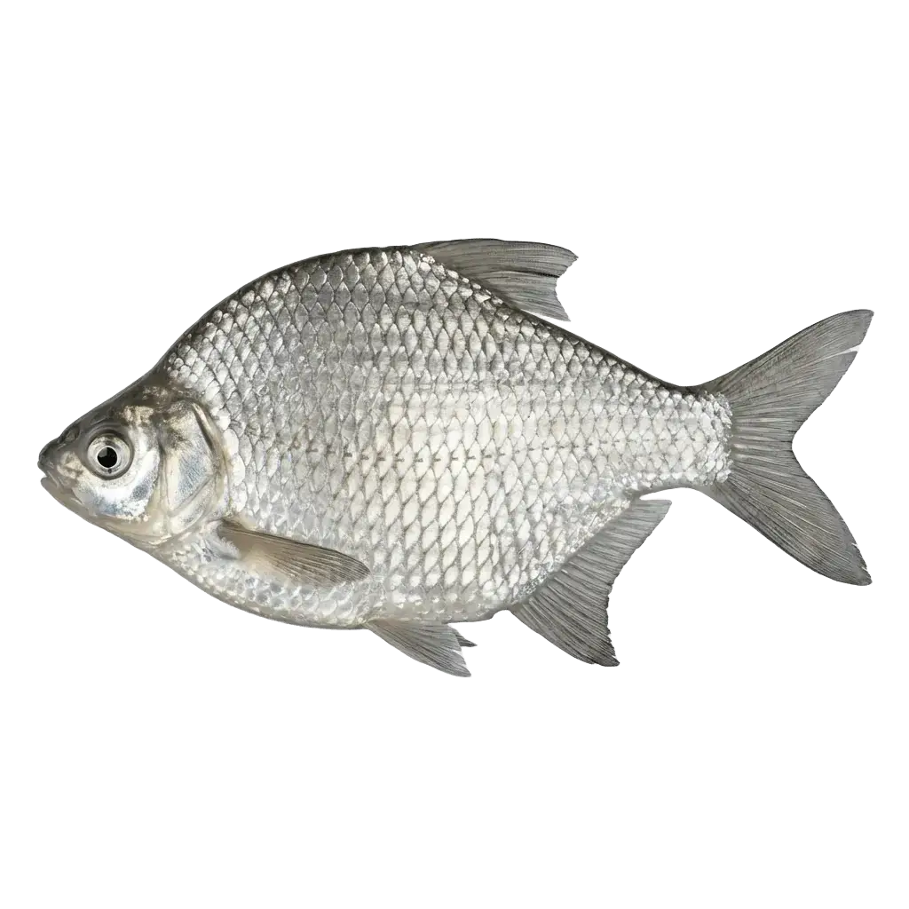 Белый амурский лещ