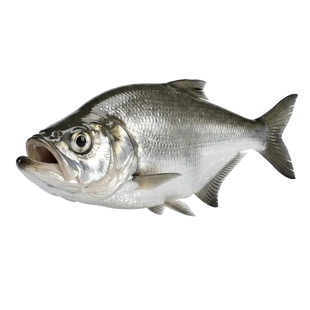 Верхогляд