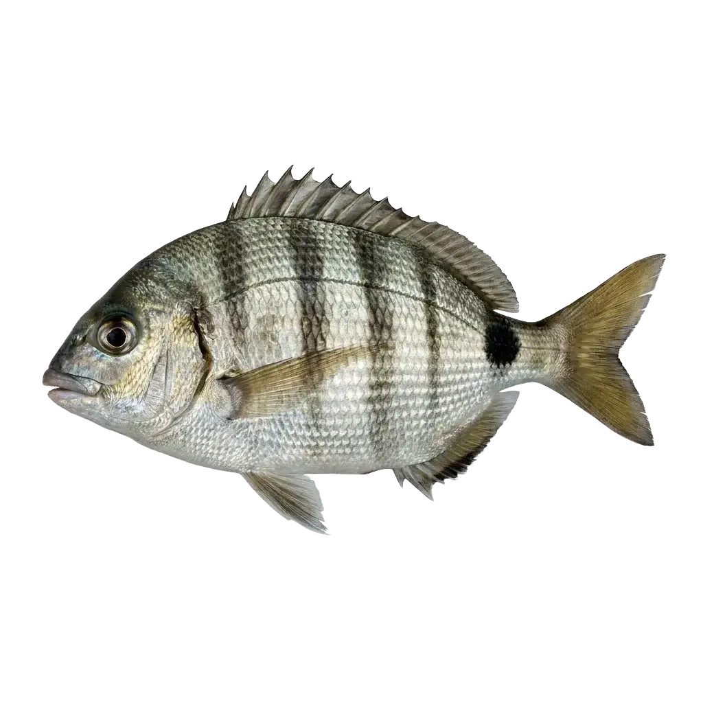 Ласкирь (морской карась)