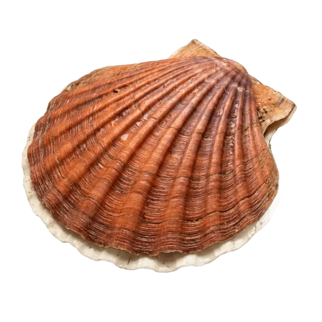 Морские гребешки
