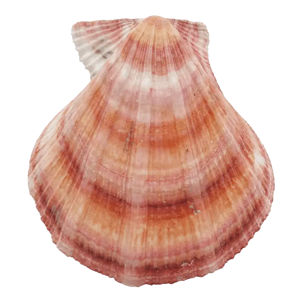 Морской гребешок (Свифта)