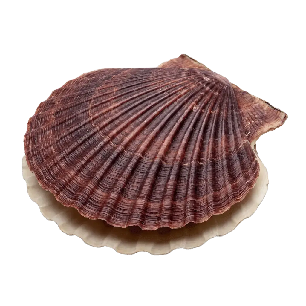 Морской гребешок (японский)