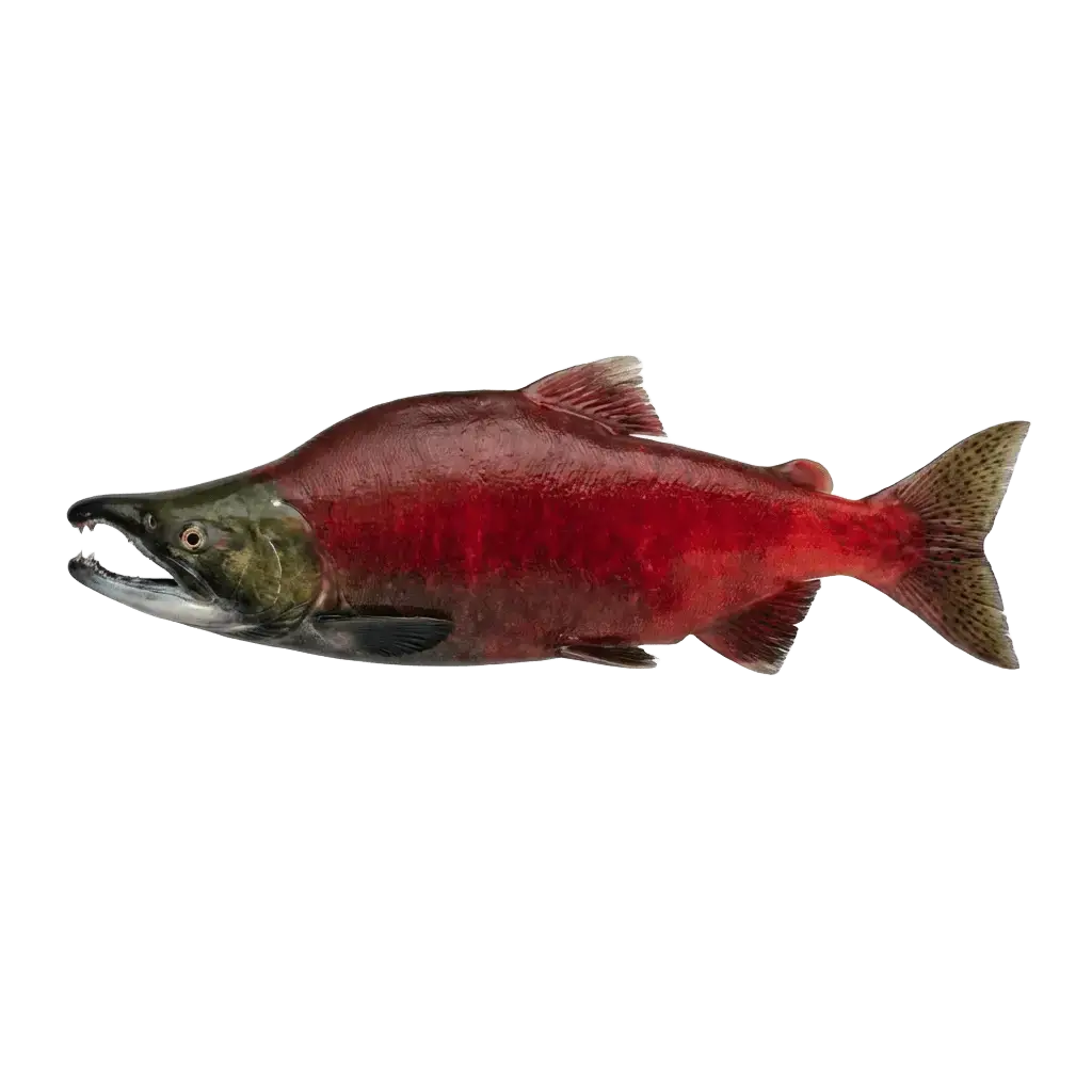 Нерка