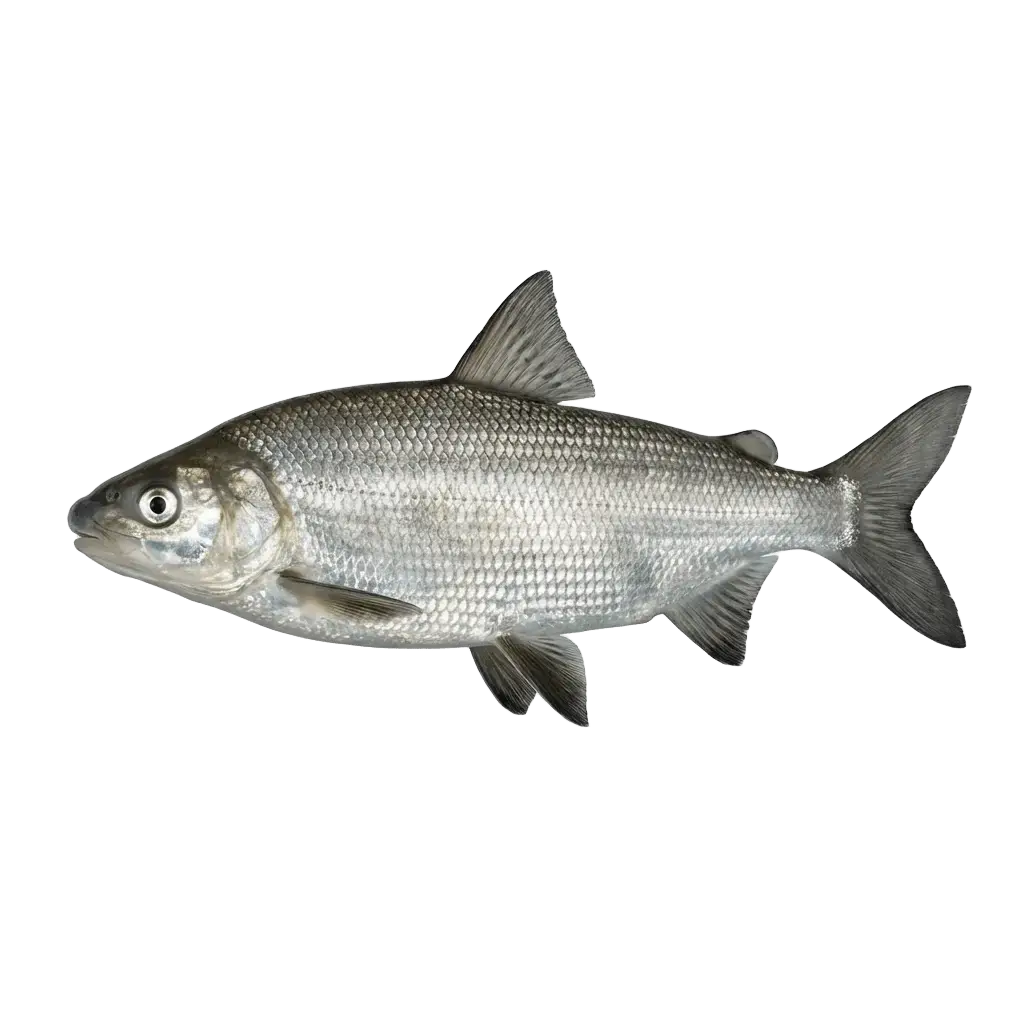 Пелядь (сырок)
