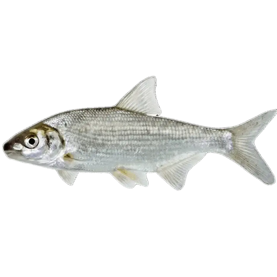 Рыбец (сырть)