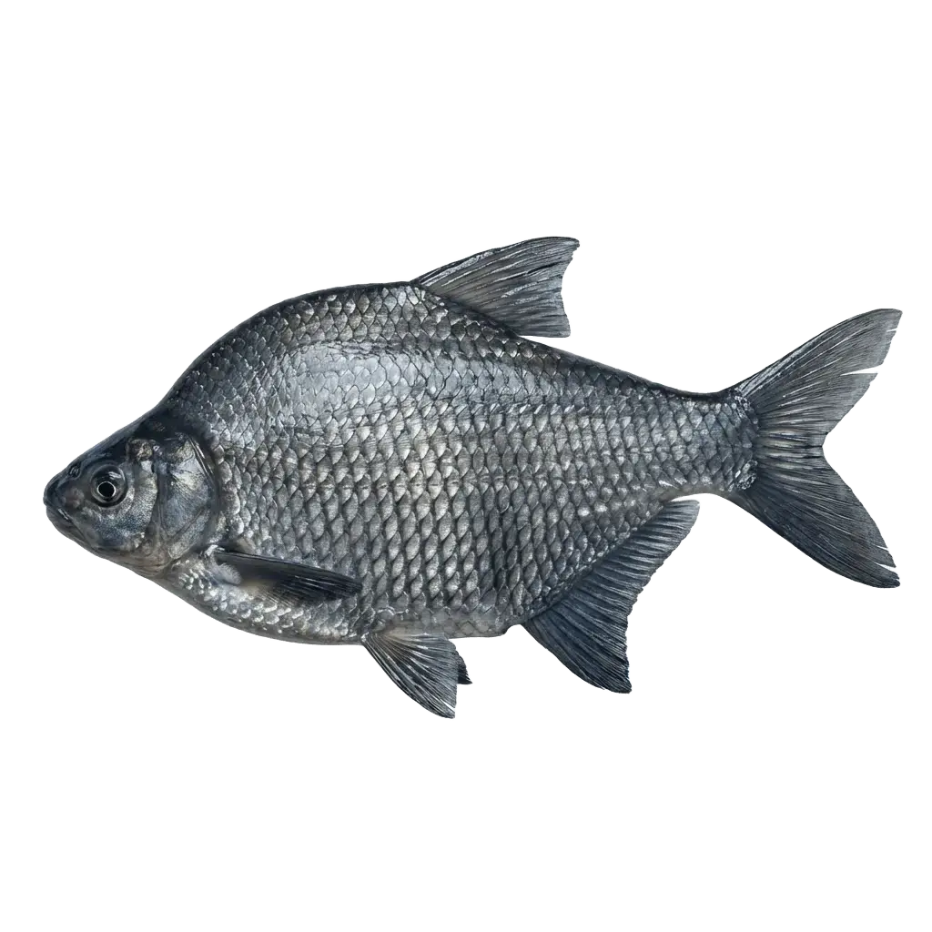 Чёрный амурский лещ