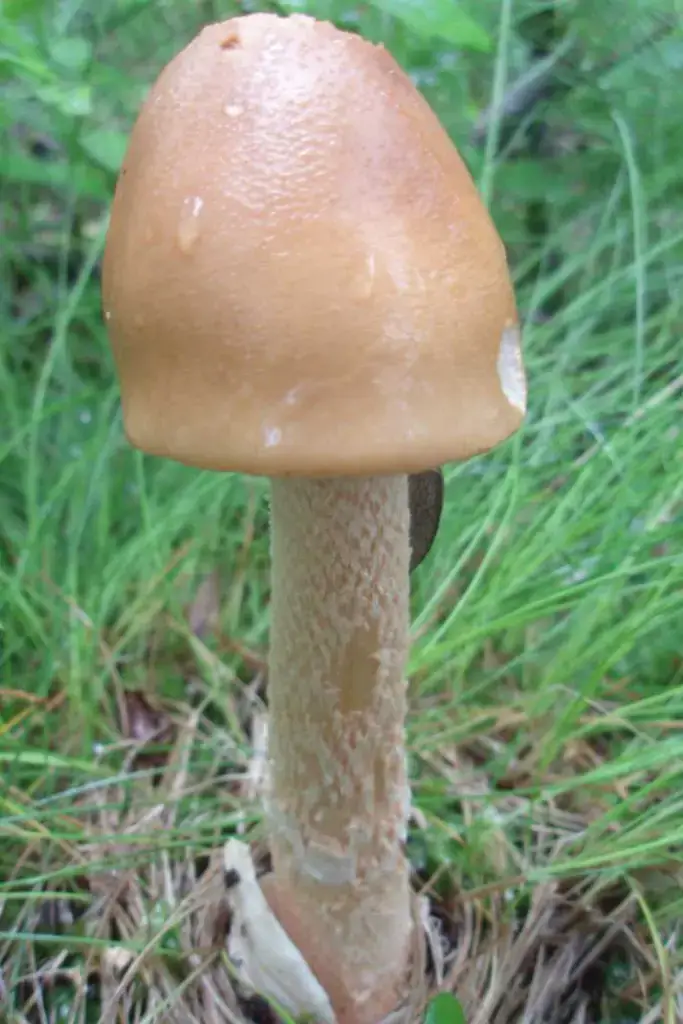 Поплавок шафранный