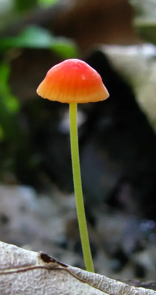 Мицена игловидная