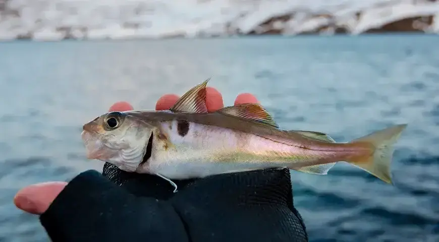 Кольский  (Мыс Серафим)