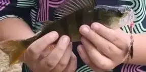Лисьи Норы