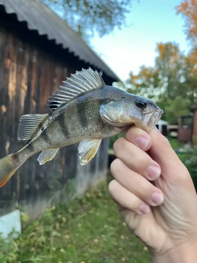 Чайка