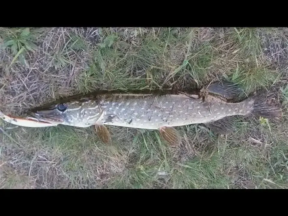 Сызги