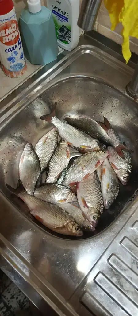 Соленка (Чаша)