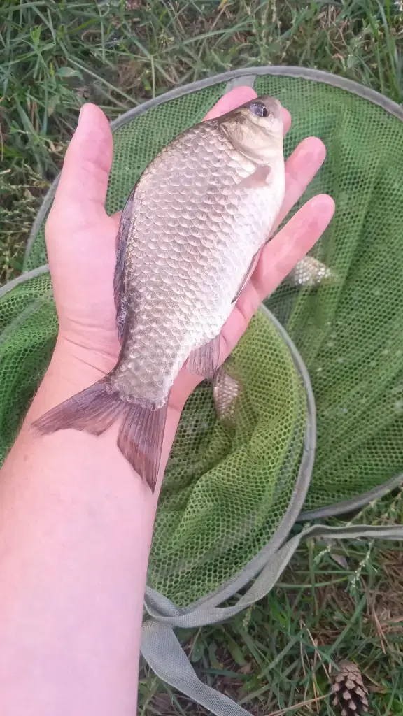 Светлополянское