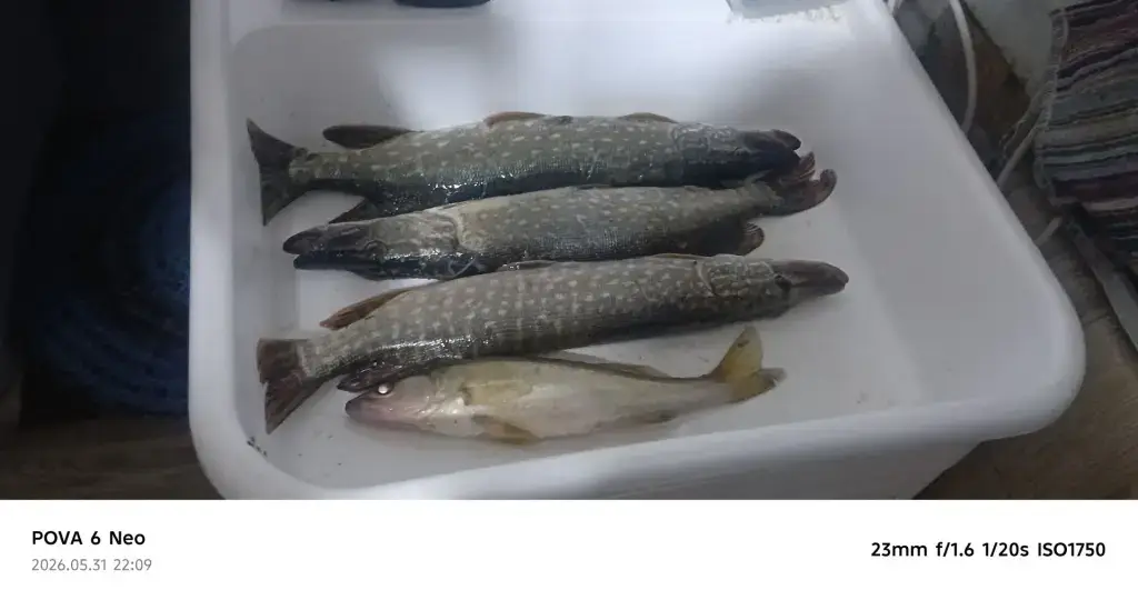 Добрянка