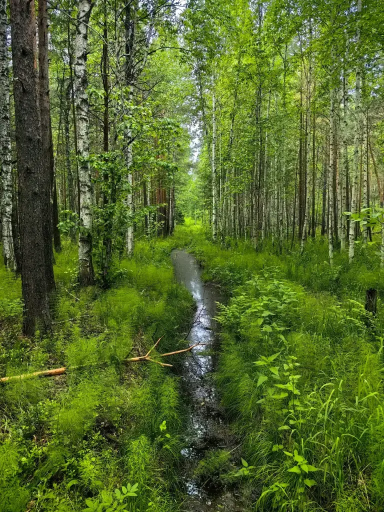 Адуй (Дебри)