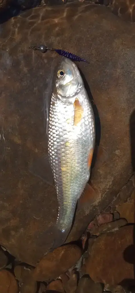 Дах