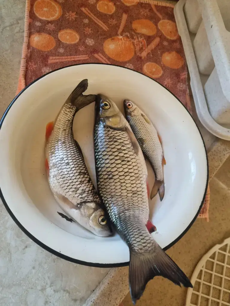 Инсарка