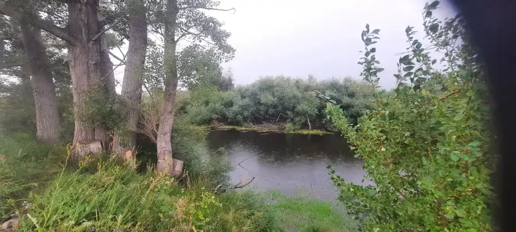 Кривое
