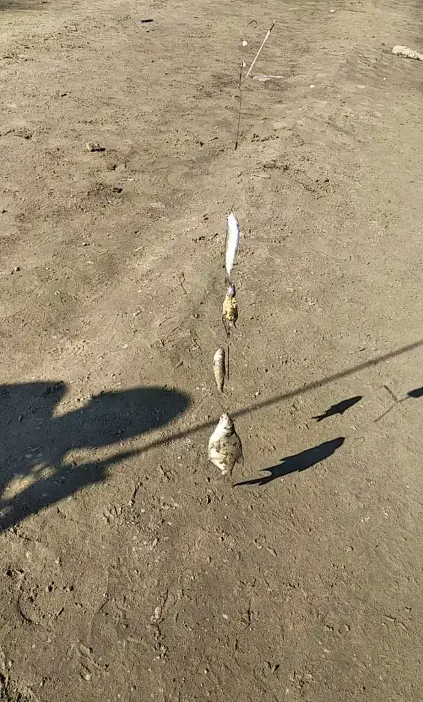Обь (Белые росы)