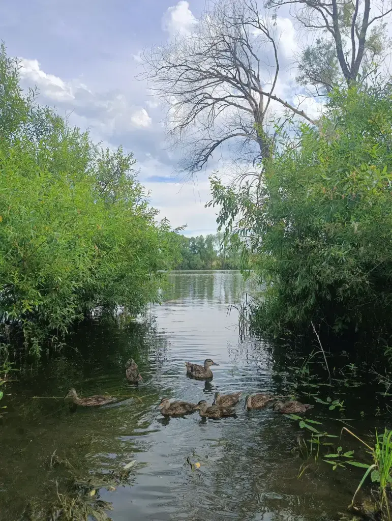 Власиха