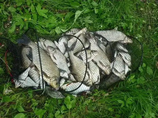 Гнилой