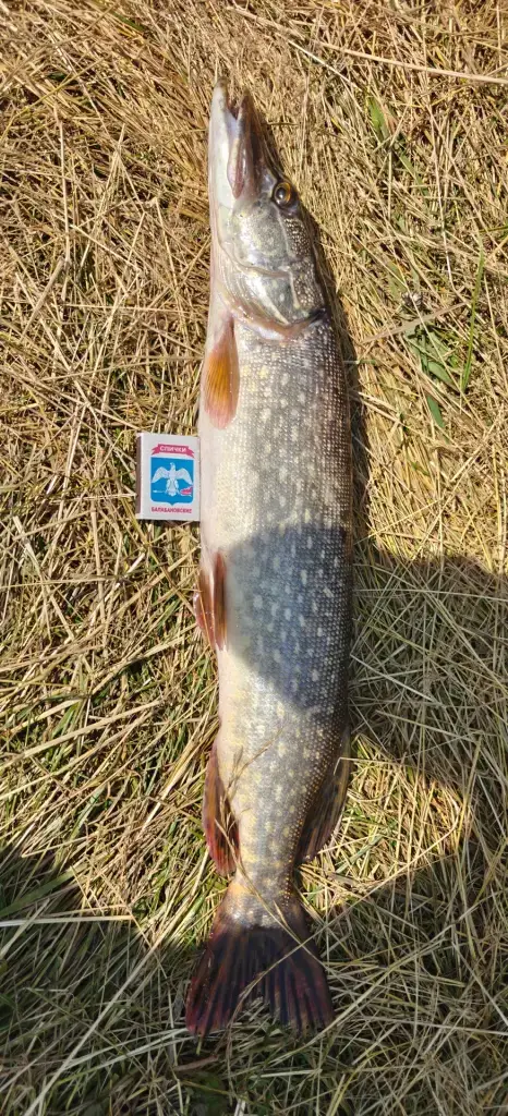 Кама