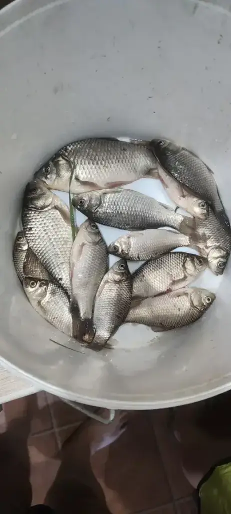Чайка