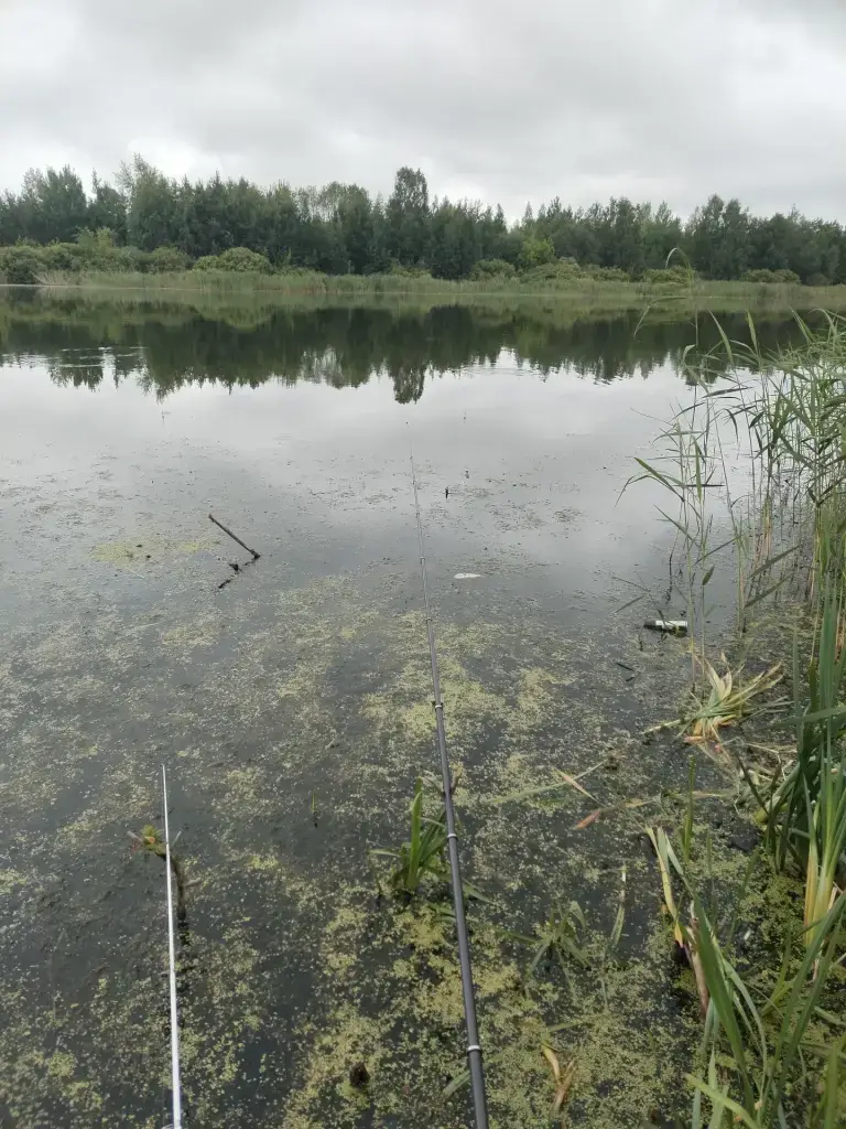 Кривое