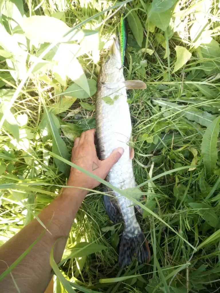 Болото рядом с Маймушкой