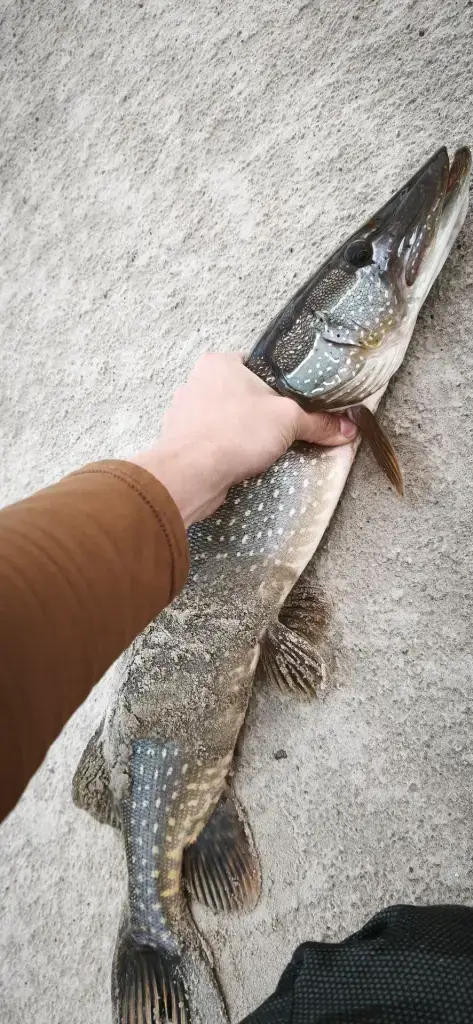 Заводь