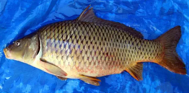 Уфа (2й карьер)