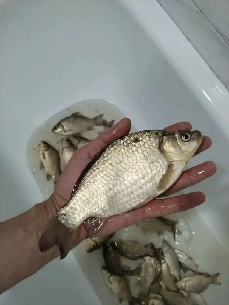 Дубки