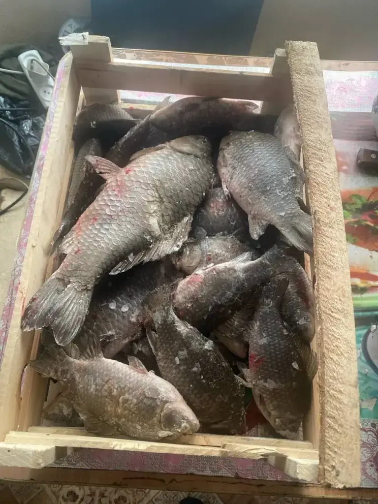 Алачи