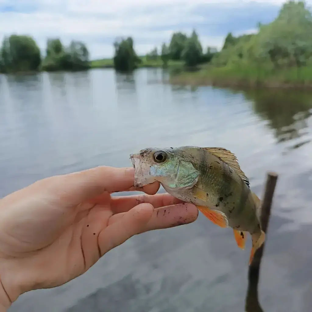 Созинское Водохранилище
