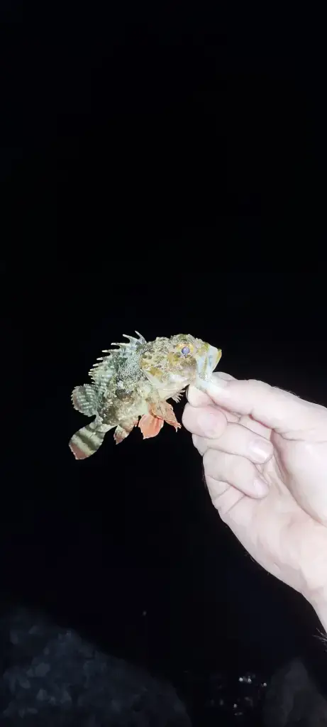 Сириус (Большие камни)