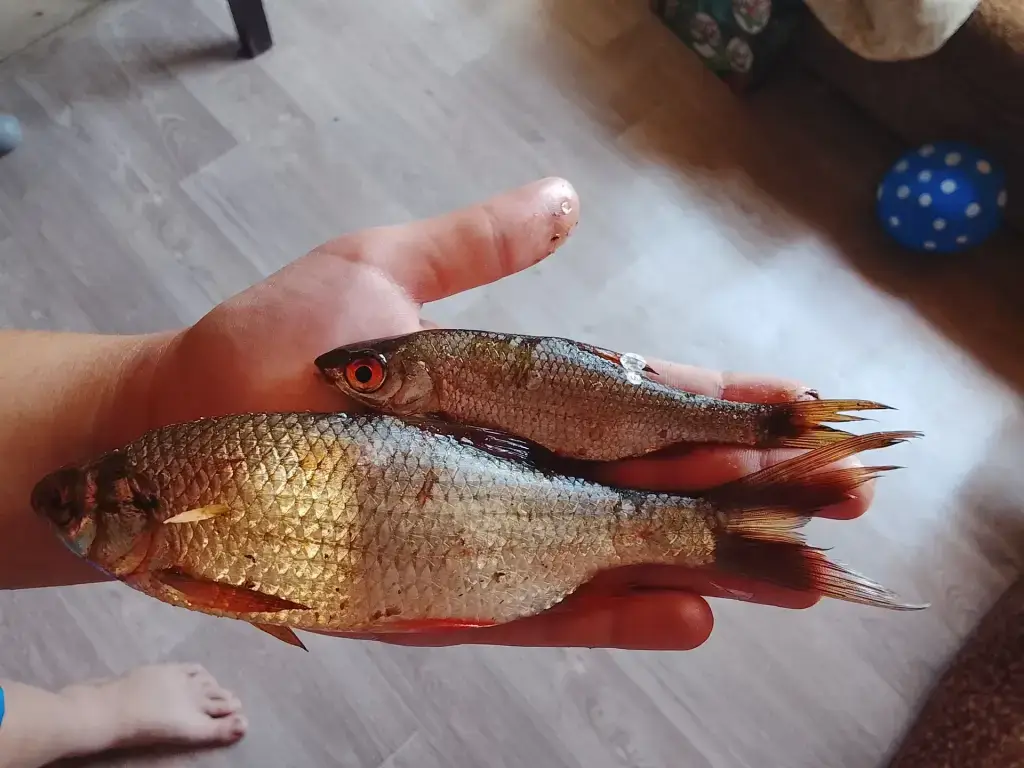 Большой Аксёл