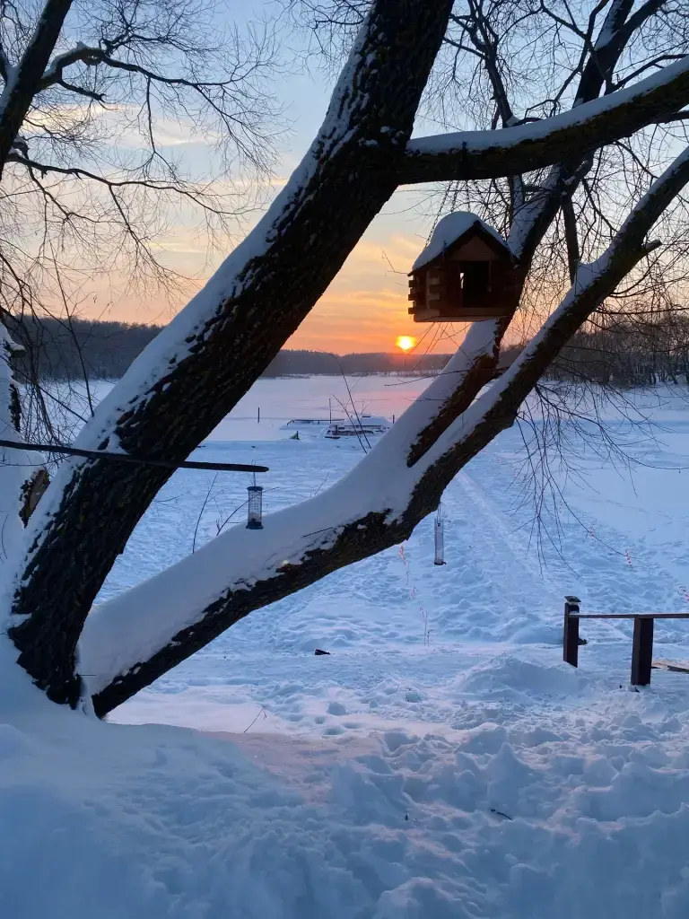 Русский осетр