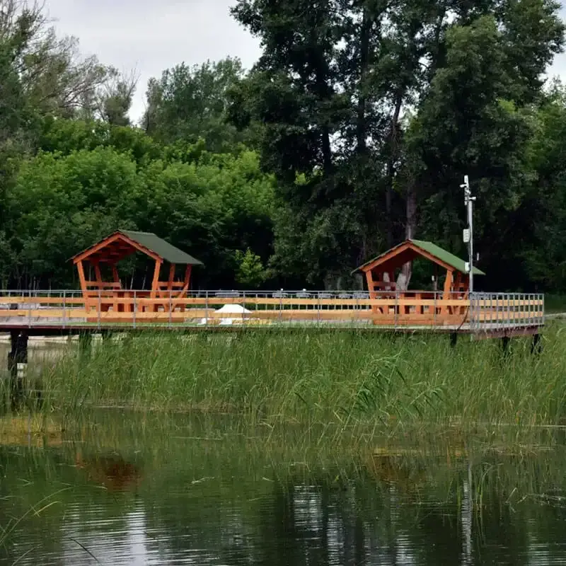 Веселый карп
