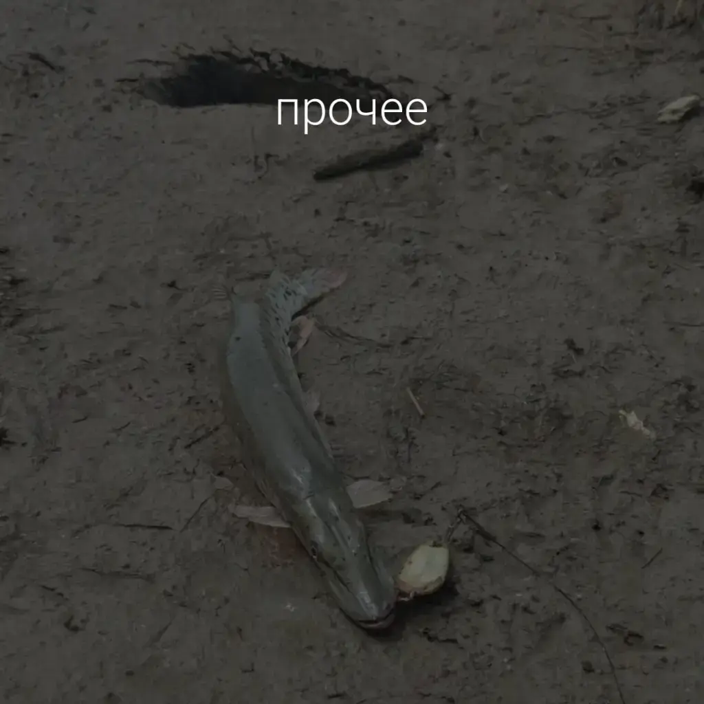 Фото из публикации 1