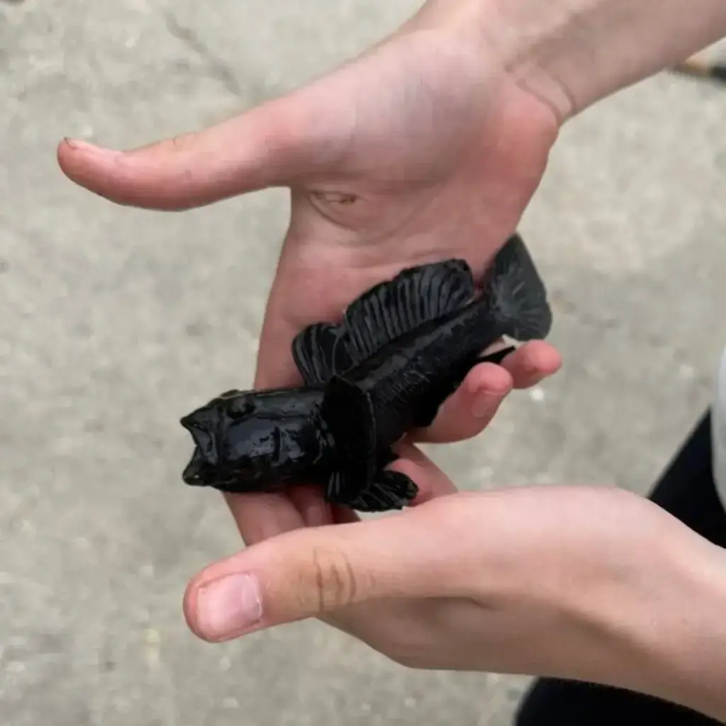 Фото из публикации 4