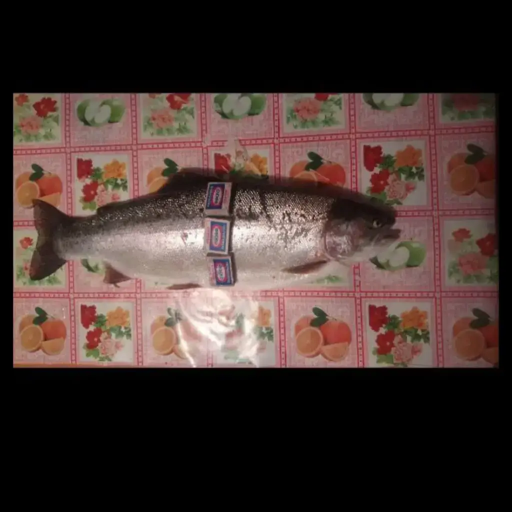Фото из публикации 1