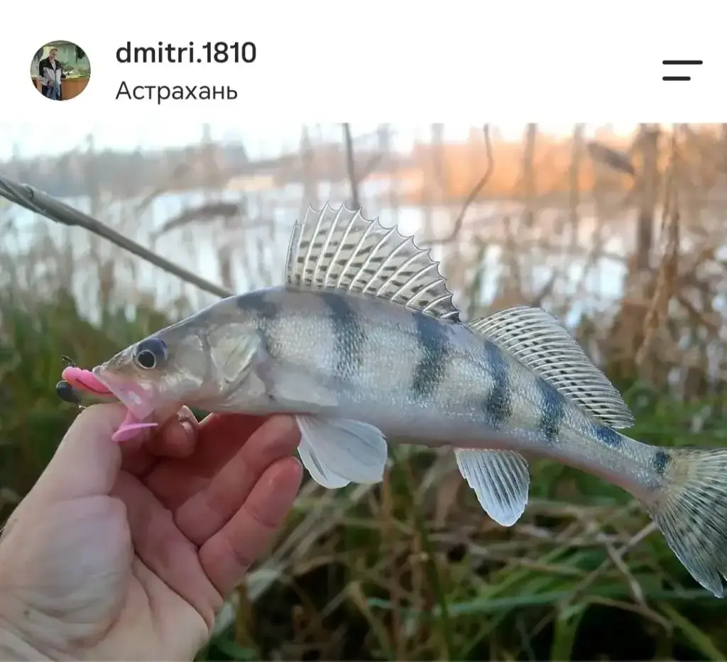 Фото из публикации 1
