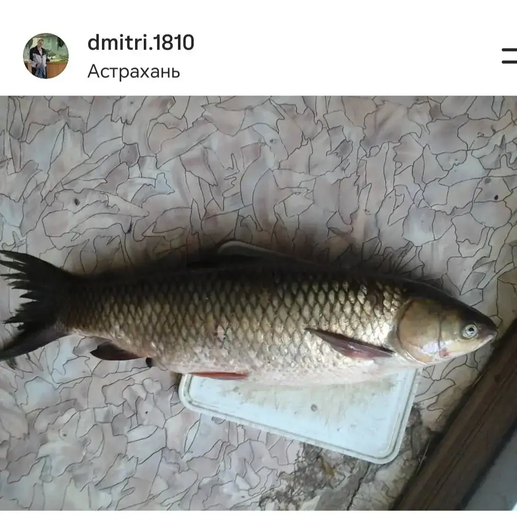 Фото из публикации 1