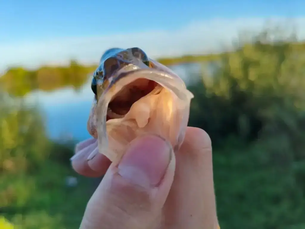 Фото из публикации 1