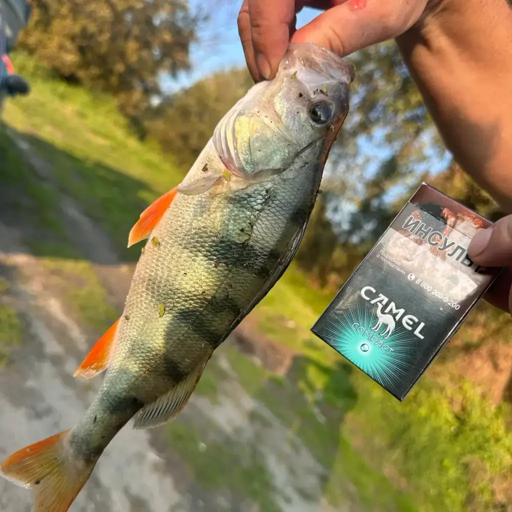 Фото из публикации 2